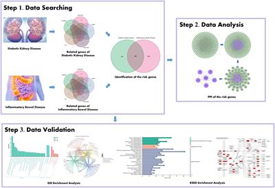 Investigate the genetic mechanisms of diabetic kidney disease complicated with inflammatory bowel disease through data mining and bioinformatic analysis